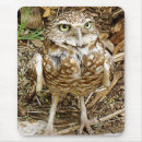 Recherche de ailes dange Nature