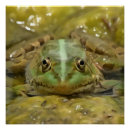 Recherche de grenouilles posters Faune