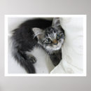 Recherche de chat rayé gris posters Tabby