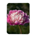 Recherche de pivoine magnets Nature