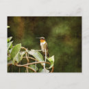 Recherche de petit oiseau cartes postales Observation des oiseaux
