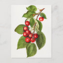 Recherche de cerises rouges cartes postales Fruit