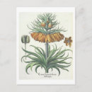 Recherche de fritillaire cartes postales Botanique