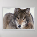Recherche de loups photographie Animaux