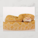 Recherche de albinos cartes postales Animaux