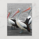 Recherche de animal noir et blanc cartes postales Monochrome