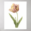 Recherche de tulipa Rose