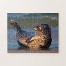Recherche de bébé phoque puzzles Californie