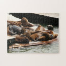 Recherche de otaries puzzles Californie