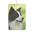 Recherche de de border collie Noir