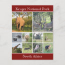 Recherche de parc national de kruger cartes postales Éléphant