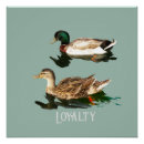 Recherche de canards posters Oiseaux