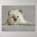 Recherche de chaton blanc posters Photographie