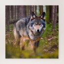 Recherche de portrait gris loups loups gris puzzles Canine