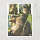 Recherche de cocon cartes postales Raton laveur