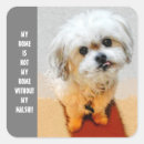 Recherche de shih tzu chien autocollants Chiens