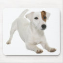 Recherche de jack russel tapis souris Chiot