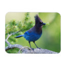 Recherche de ken magnets Usa