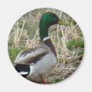 Recherche de chasse de canard photographie Pour tous