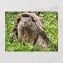 Recherche de buche cartes postales Galerie jaynes