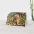 Recherche de lynx canadien cartes postales Chaton