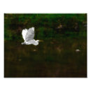 Recherche de aquatique photographie Oiseau