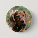 Recherche de bronzage badges Teckel miniature lisse haired