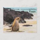 Recherche de îles de galapagos cartes postales Animal