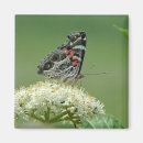 Recherche de insectes de dame magnets Jardin