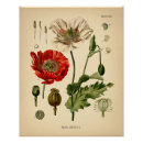 Recherche de papaver posters Pavot