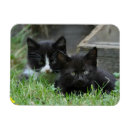 Recherche de de chaton magnets Chatons