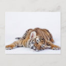 Recherche de bébé tigre cartes postales Animal bébé mignon