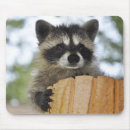 Recherche de raton tapis souris Animal