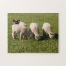 Recherche de lampe puzzles Animal