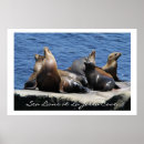 Recherche de otarie posters Mer