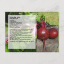 Recherche de betterave cartes postales Jardin