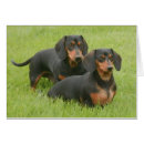 Recherche de dashund Chien