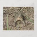 Recherche de crapaud cartes postales Amphibiens