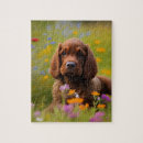Recherche de cocker puzzles Animal