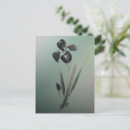 Recherche de japonais floral cartes postales Iris