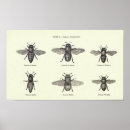 Recherche de abeille de miel posters Nature