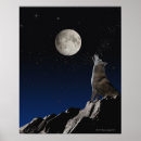 Recherche de photographie de loup posters Nuit