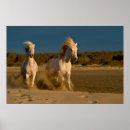 Recherche de camargue posters France