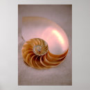 Recherche de mollusque posters Nature