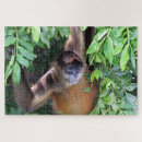 Recherche de de singe puzzles Chimpanzé
