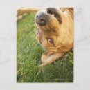 Recherche de chien dos posters Vertical