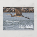 Recherche de heron cartes postales Côte