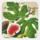 Recherche de figs autocollants Botanique