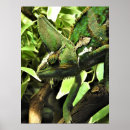 Recherche de cameleon posters Faune