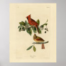 Recherche de cardinalis Illustration